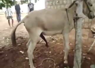 Donkey dicking for a tight asshole in HQ