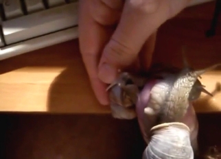 Snail strokes his dick by the filthy keyboard
