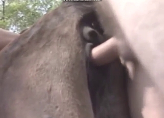 Dude shacking up a cow from behind, it's Homeric