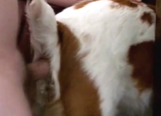 Dog gets to enjoy that hard dick inside the hole