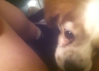 Pussy lick from a small dog that looks cute
