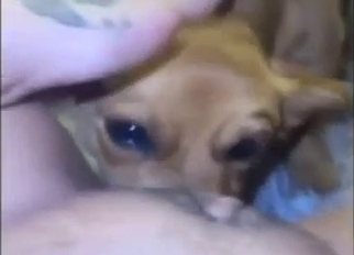 POV pussy pleasure occasion with a sexy beast