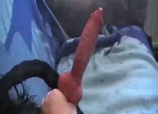 Staggering dog penis showcased nearly a hot blear