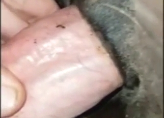 Stallion's asshole enjoys a fixed fisting sesh