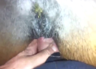 Zoo sex with close-ups, powered mare, orgasms