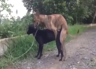 Bestiality porn shows two dogs just having fun