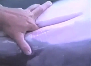 Bestiality porn with fingering and slutty dolphin