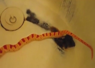 Zoo sex with a snake that shows off its hot bod