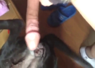 Bestiality sex with a nice dick that gets pleased