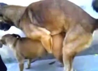 Zoo sex instalment with a big dog lovemaking with epigrammatic