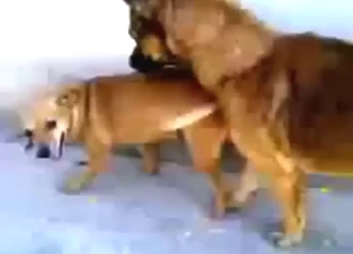 Zoo sex instalment with a big dog lovemaking with epigrammatic