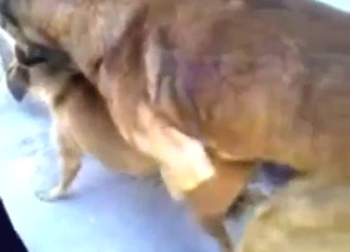 Zoo sex instalment with a big dog lovemaking with epigrammatic