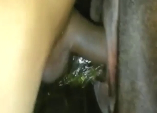 Zoo coitus with a cow that wants real orgasms