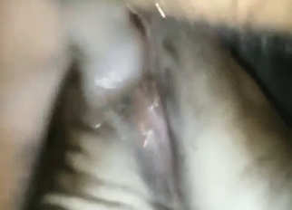Zoo coitus with a cow that wants real orgasms