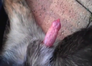 Zoophile porn fro a corgi that gets stroked