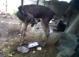 Zoo sex with heavy-duty donkey misemploy