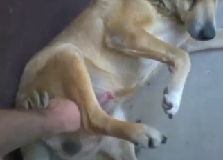 Eager lady's man stimulates an animal partner hither HJ