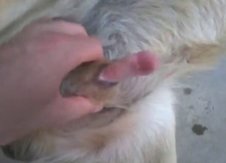 Eager lady's man stimulates an animal partner hither HJ