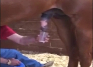 Equine inform of in animal-centric zoo XXX movie